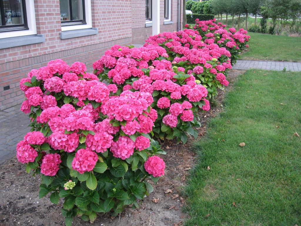 B&B Oostzomerland Mijnsheerenland Экстерьер фото